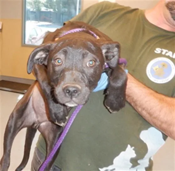 A young medium-sized male Pit Bull Terrier dog named Cardinal for adoption in San Jose, CA