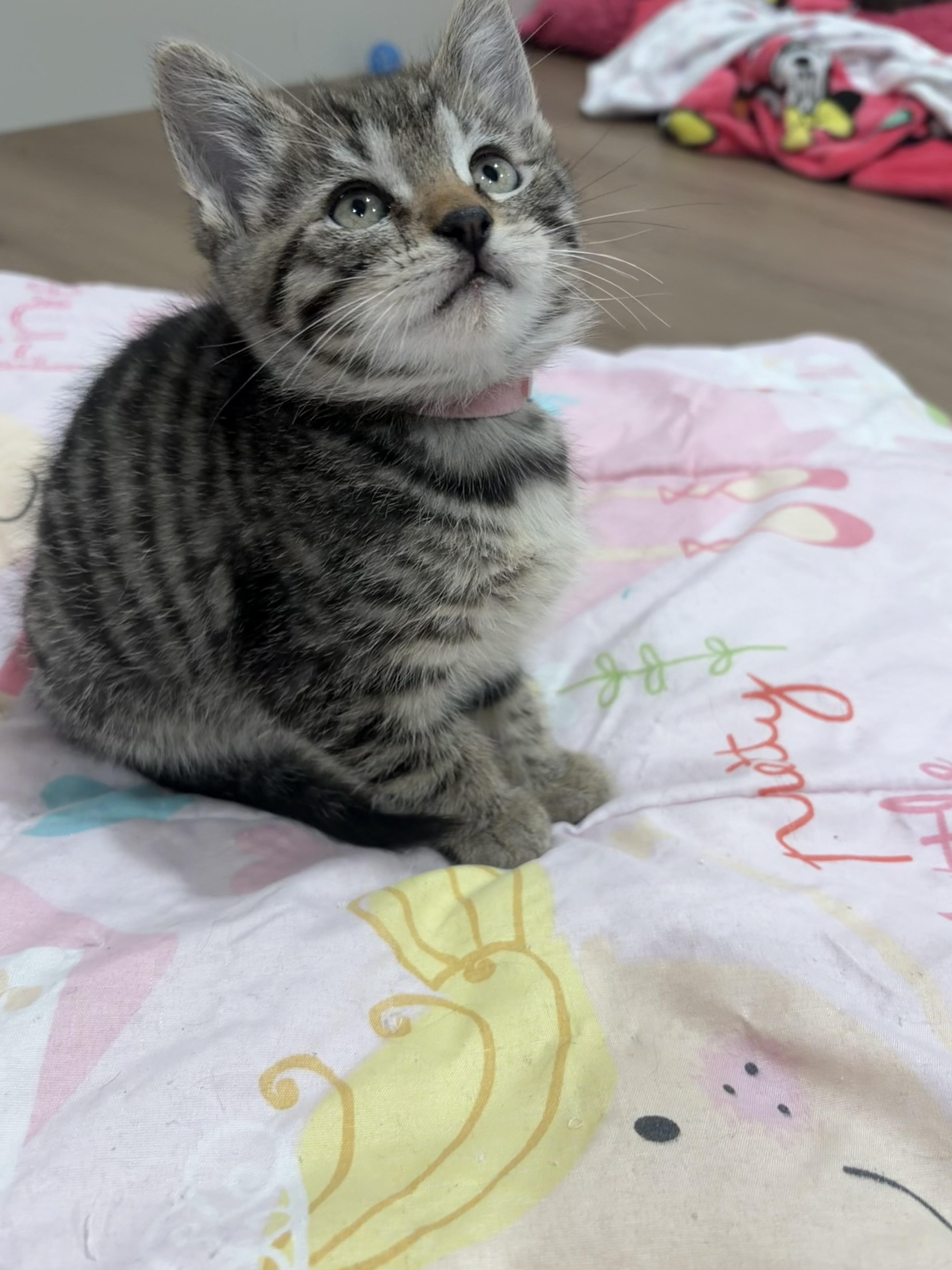 A baby small-sized female Tabby (Brown / Chocolate) Domestic Short Hair cat named Venus for adoption in Fruit Heights, UT