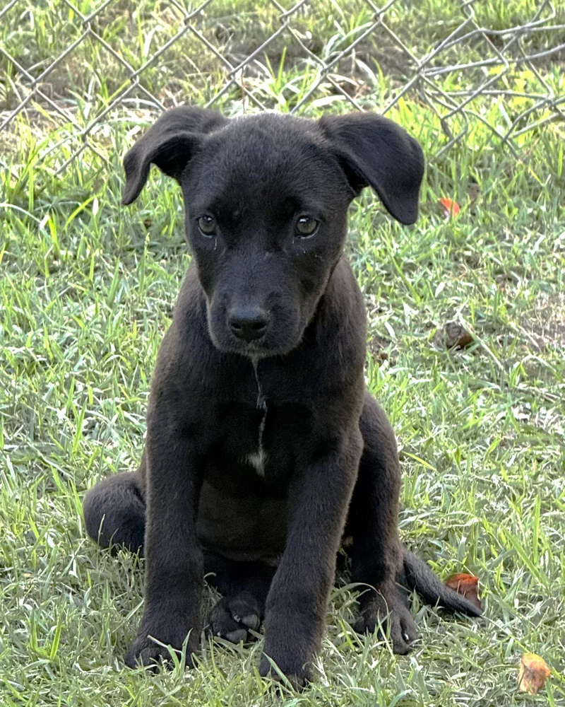 A baby medium-sized female Labrador Retriever dog named Tulip Lonestar for adoption in Rockaway, NJ