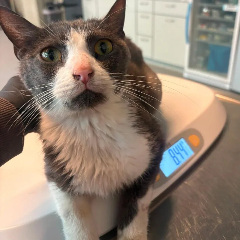 An adult medium-sized male Gray / Blue / Silver Domestic Short Hair cat named Frazer for adoption in Huntington, WV