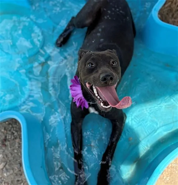 A young medium-sized female Greyhound dog named Daisy for adoption in Conroe, TX