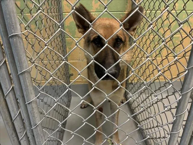 A young large-sized male German Shepherd Dog dog named Winston for adoption in Tulsa, OK