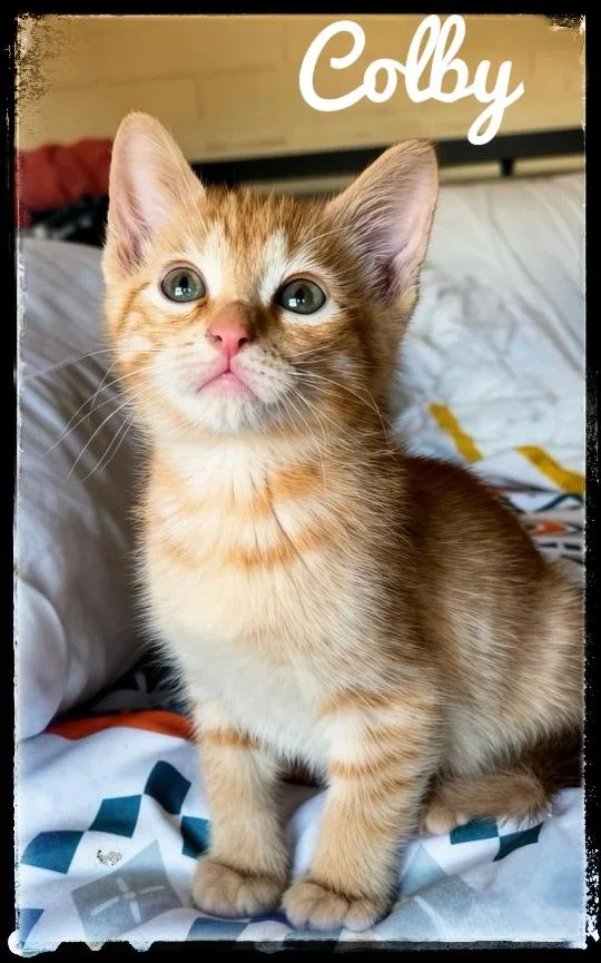 A baby small-sized male Domestic Short Hair cat named Colby for adoption in El Cajon, CA