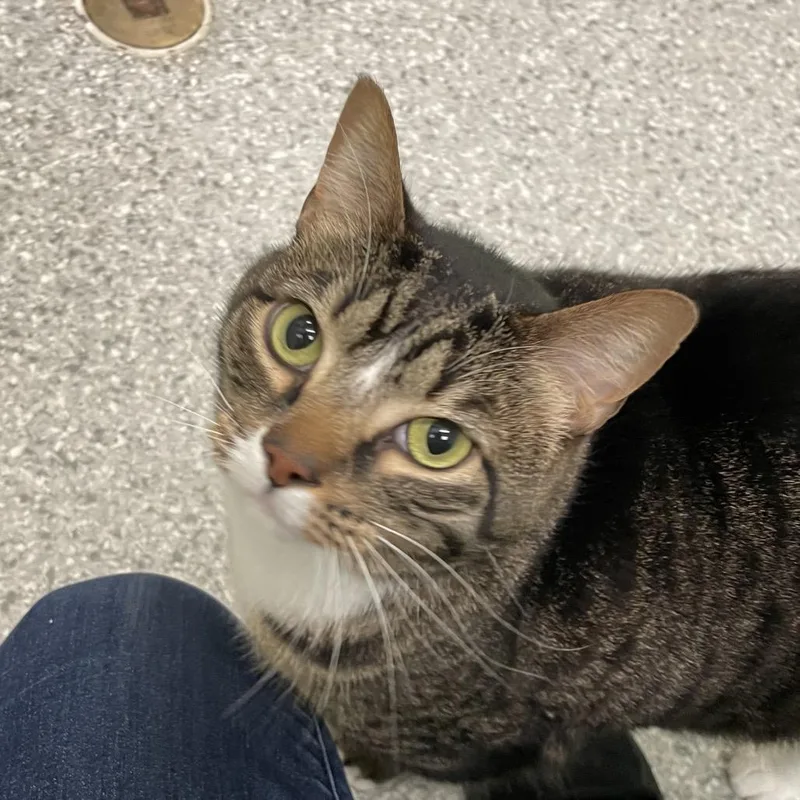 An adult large-sized female Brown / Chocolate Domestic Short Hair cat named Mia for adoption in Enfield, NH