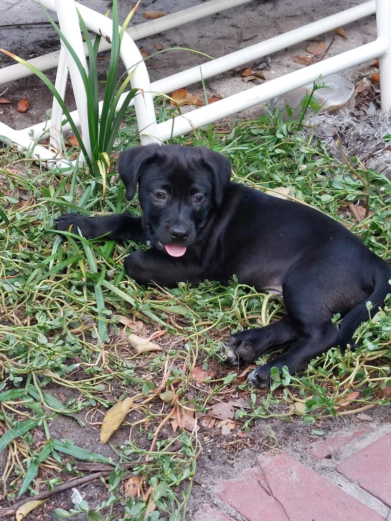 A baby medium-sized male Labrador Retriever dog named Lincoln for adoption in Sanford, FL