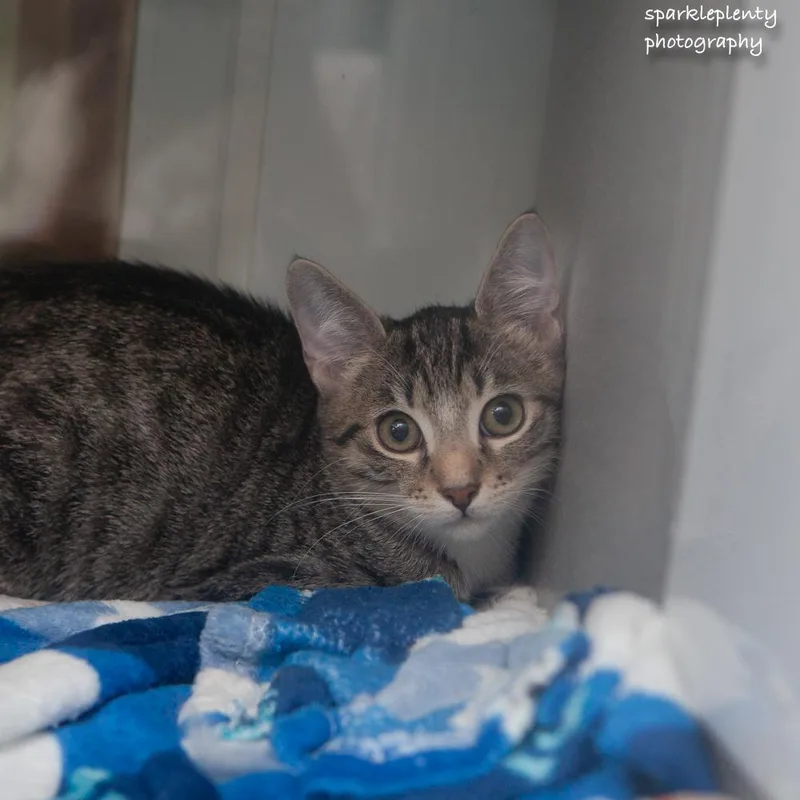 A baby medium-sized female Tabby (Brown / Chocolate) Domestic Short Hair cat named Fiddle for adoption in Ridgefield, CT
