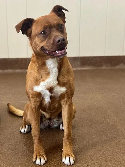 An adult medium-sized female Brown / Chocolate Terrier dog named Annie for adoption in Winfield, KS