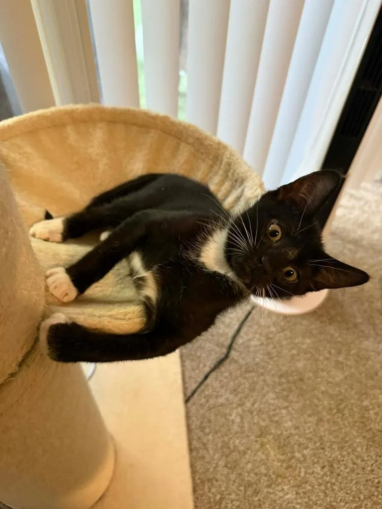 A baby small-sized male Black & White / Tuxedo Domestic Short Hair cat named Berlioz for adoption in Shawnee, OK