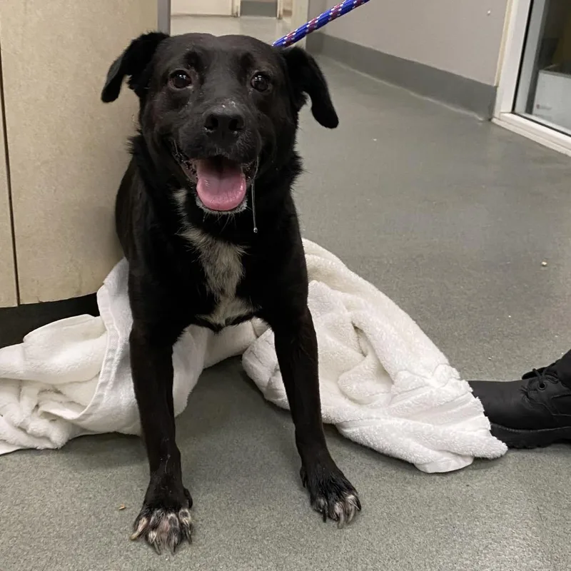 An adult large-sized female Black Labrador Retriever dog named WAGSStray_ for adoption in Westminster, CA