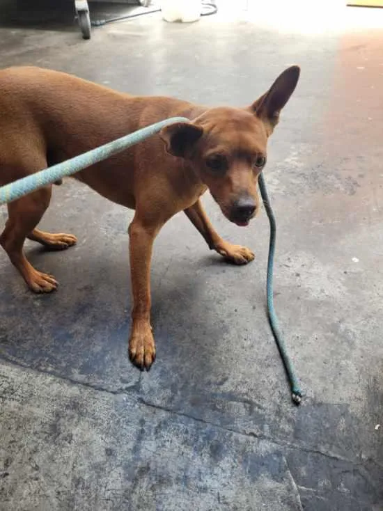 A young small-sized male Chihuahua dog named Tony for adoption in San Pedro, CA