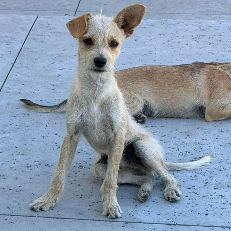 A baby small-sized male Apricot / Beige Miniature Poodle dog named Mr. Scruffy Goose for adoption in Ridgefield, WA