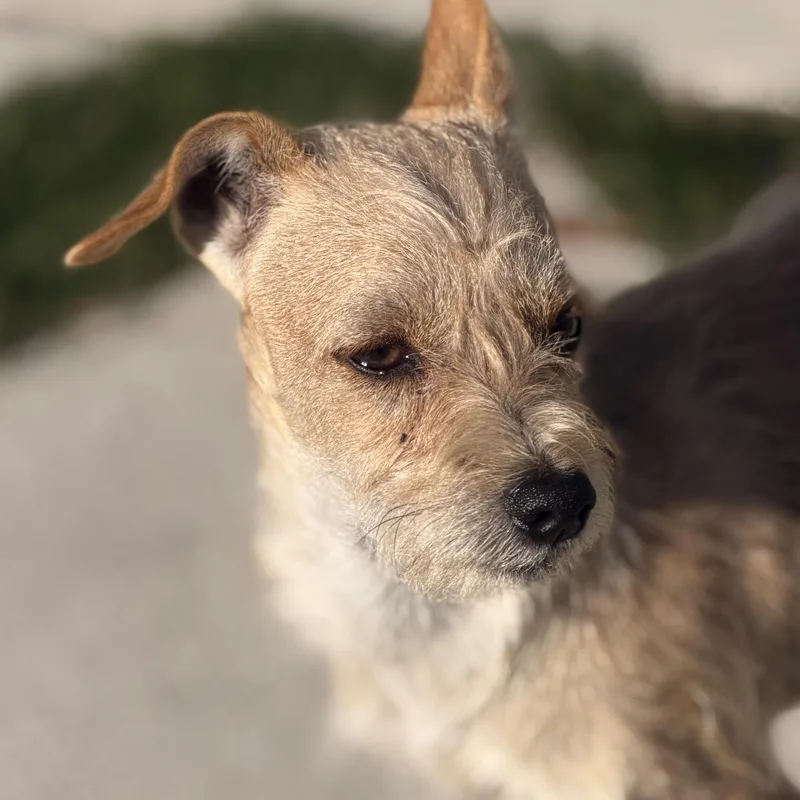 Mr. Scruffy Goose thumbnail 3