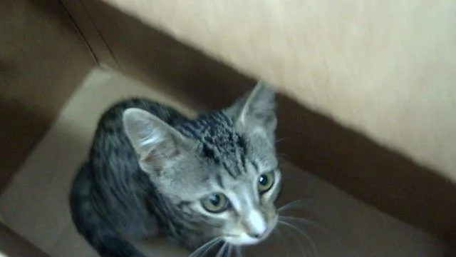 A baby medium-sized male Domestic Long Hair cat named Armand for adoption in Dallas, TX