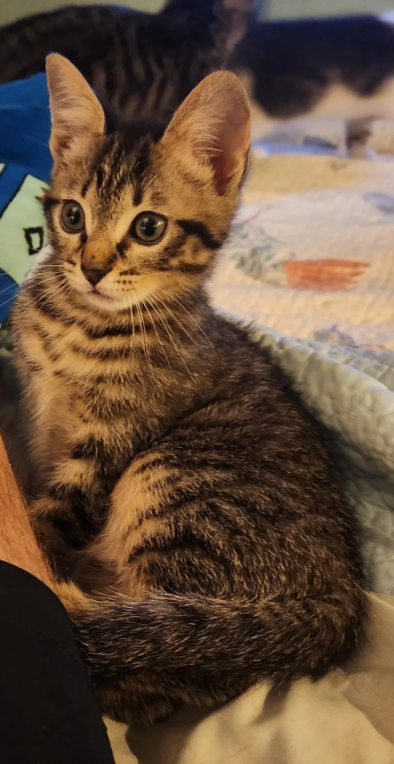 A baby small-sized male Tabby (Brown / Chocolate) Domestic Short Hair cat named Bandit for adoption in Rock Spring, GA