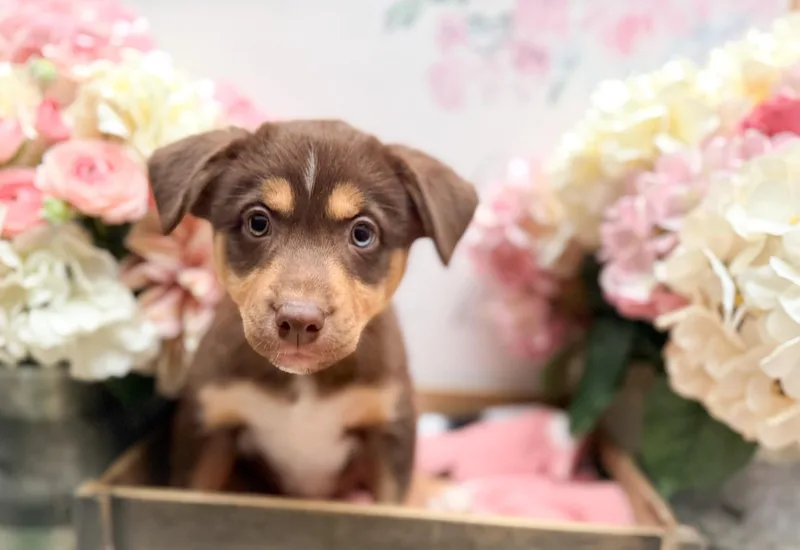 Florence thumbnail 2