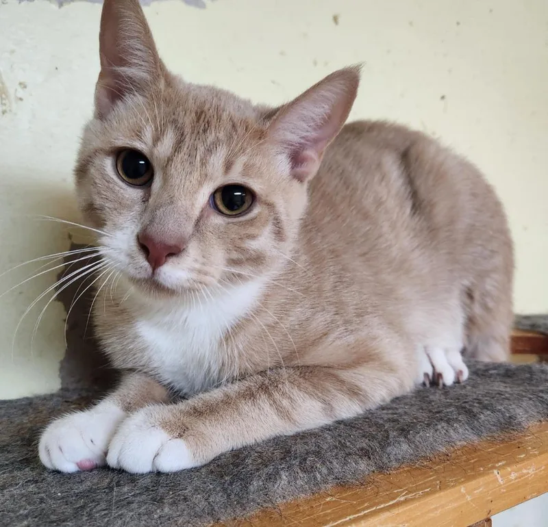 A baby small-sized male Domestic Short Hair cat named Teddy for adoption in Walnutport, PA