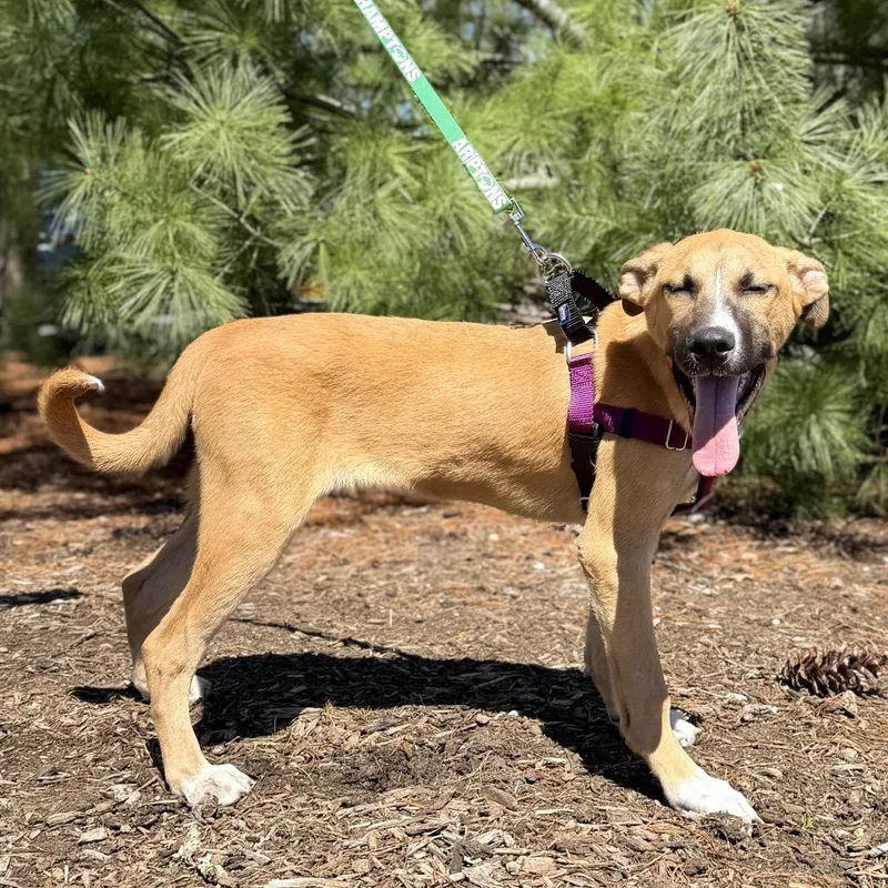 A baby medium-sized male Brown / Chocolate Shepherd dog named Whiskey for adoption in East Hampton, NY