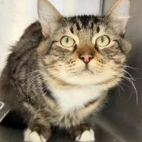 An adult small-sized male Buff / Tan / Fawn Domestic Short Hair cat named Watson for adoption in St. Helena, CA