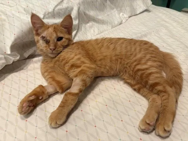 A baby small-sized male Domestic Short Hair cat named Willy for adoption in Denver, CO