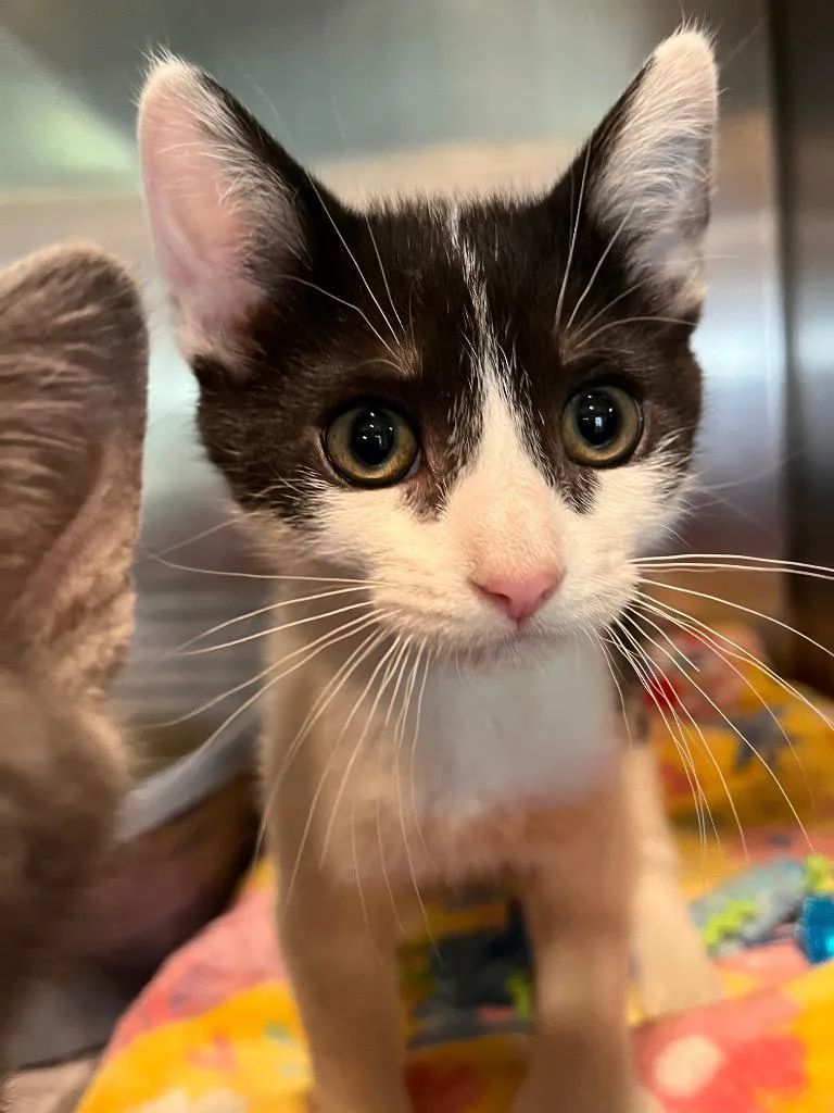 A baby small-sized male Domestic Short Hair cat named Pork Chop for adoption in Peru, NY