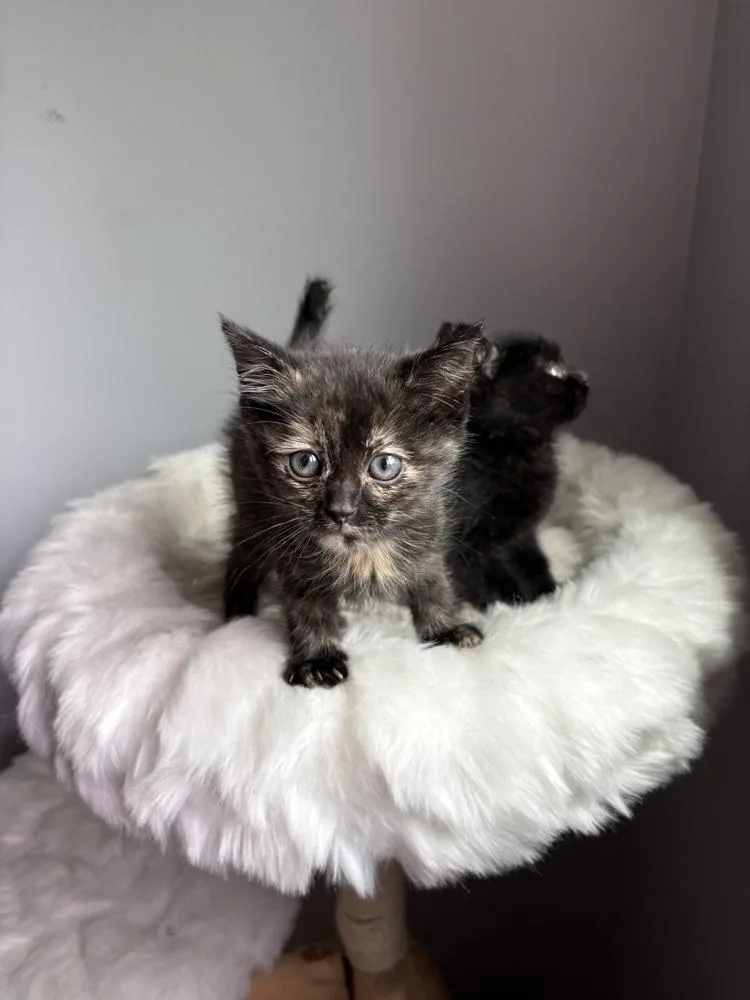 A baby small-sized female Tortoiseshell Domestic Short Hair cat named Tina Belcher for adoption in Ferndale, MI