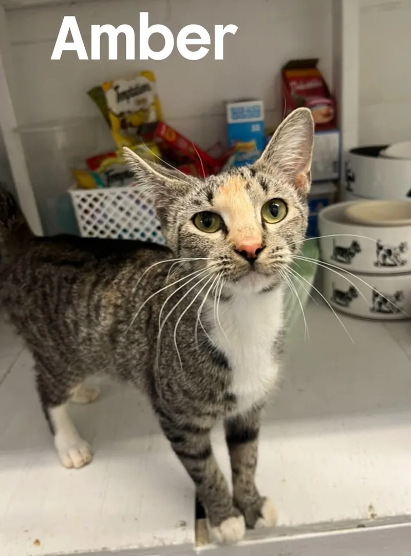 A young medium-sized female Tabby (Gray / Blue / Silver) American Shorthair cat named Amber for adoption in Quincy, MI