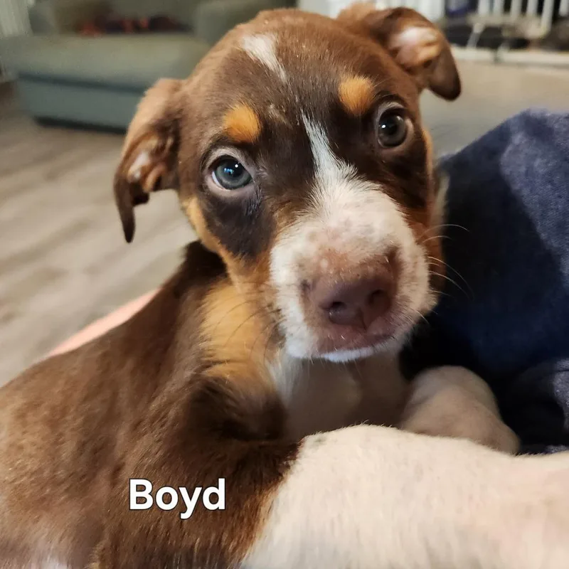 Boyd thumbnail 3