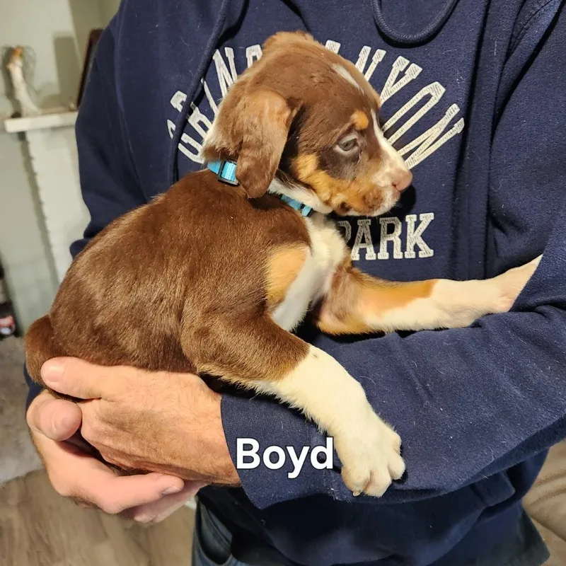 Boyd thumbnail 6