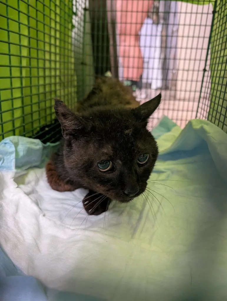 A young medium-sized male Domestic Short Hair cat named Ashmore Cat for adoption in New Braunfels, TX