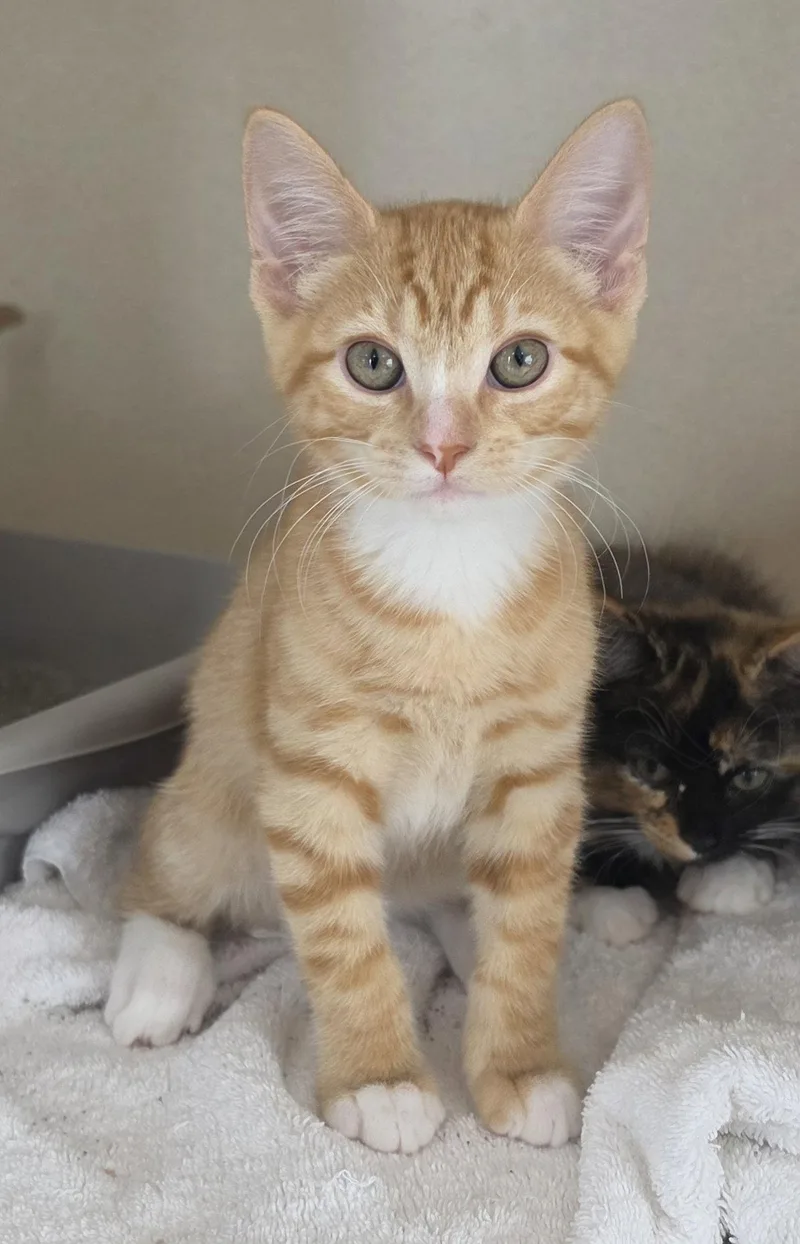 A young medium-sized male Domestic Short Hair cat named Barrow for adoption in Hollywood, MD