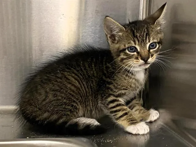 A baby small-sized male Domestic Short Hair cat named Percy for adoption in Tustin, CA