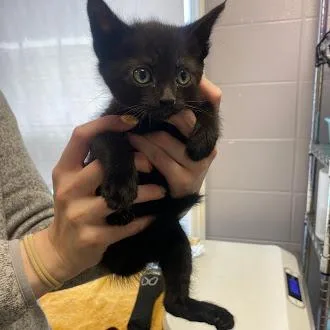 A baby small-sized male Black Domestic Short Hair cat named Kiwi for adoption in South Elgin, IL