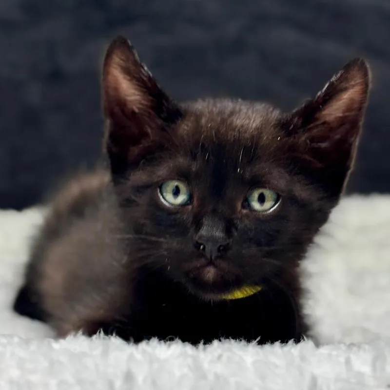 A baby small-sized male Black Domestic Short Hair cat named Sunny for adoption in Tustin, CA