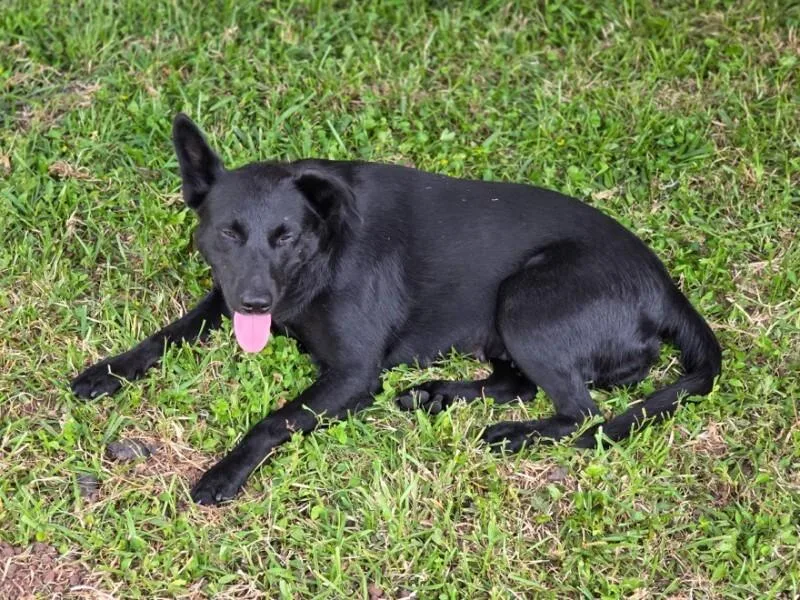 An adult medium-sized female Black Shepherd dog named Brazil for adoption in Houston, TX