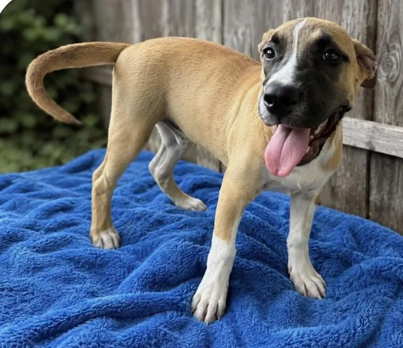 A baby medium-sized male Yellow / Tan / Blond / Fawn Boxer dog named Jester Green for adoption in Watertown, CT