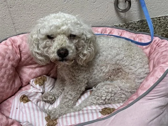 A young small-sized female Poodle dog named Sugar for adoption in Colorado Springs, CO