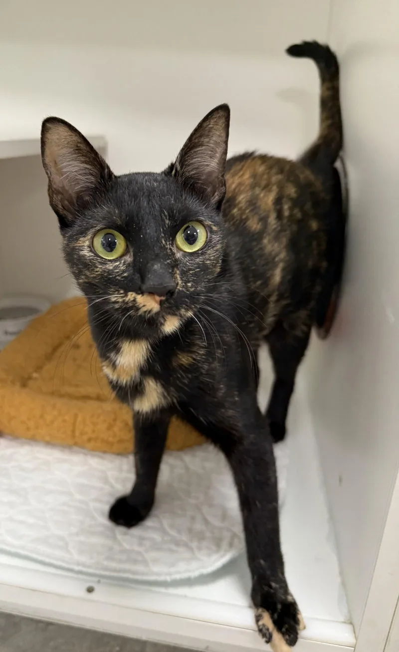 A young medium-sized female Domestic Short Hair cat named Al for adoption in Satellite Beach, FL