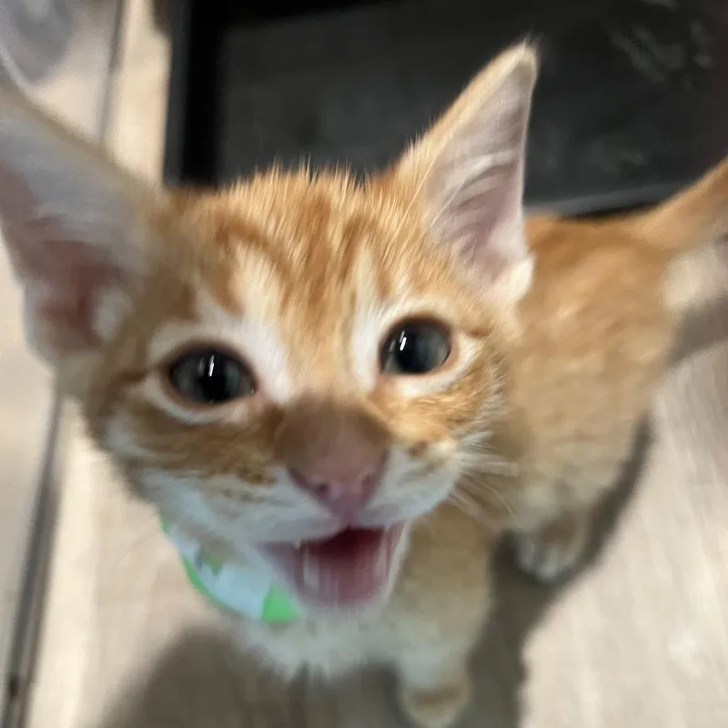 A baby small-sized male Orange / Red Domestic Short Hair cat named Hawkeye for adoption in Spanish Fork, UT