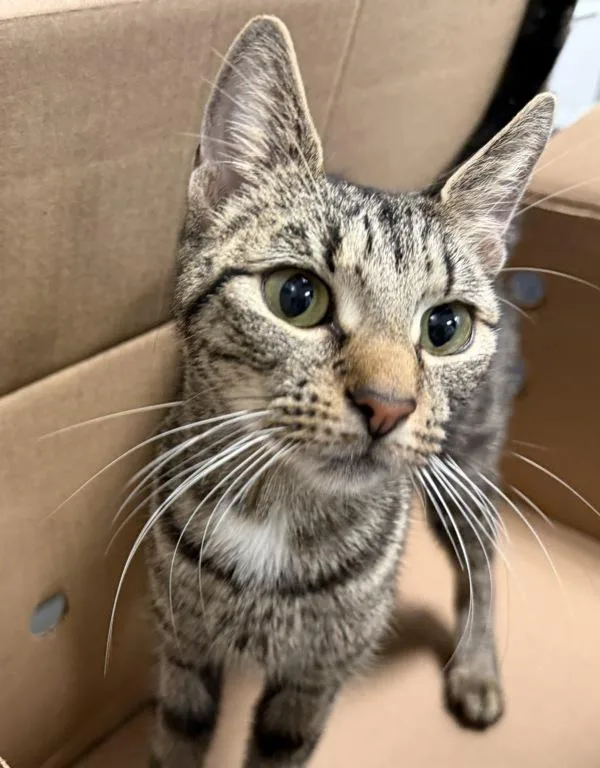 A young medium-sized female Domestic Short Hair cat named Sunshine Lollipops for adoption in New York, NY