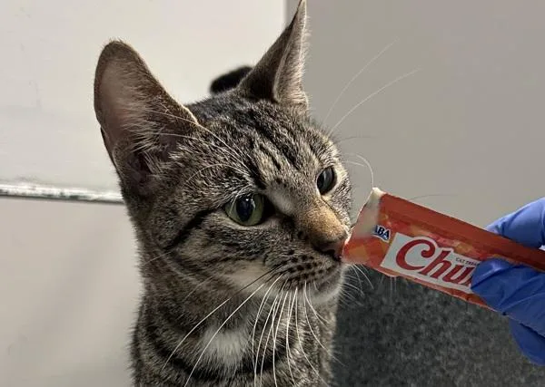 Sunshine Lollipops thumbnail 2