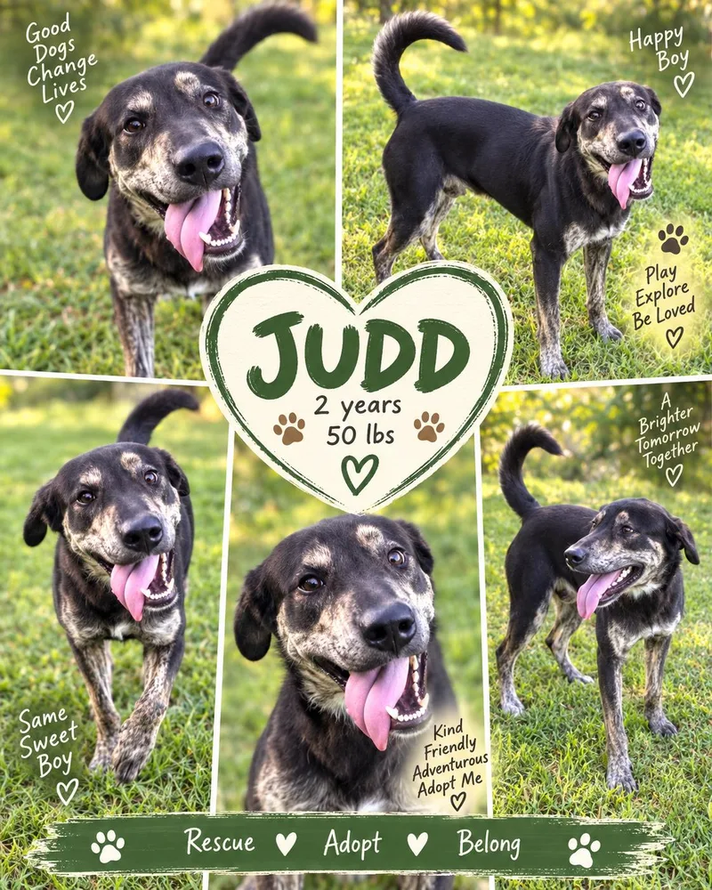 A young medium-sized male Catahoula Leopard Dog dog named Judd for adoption in Jackson, TN
