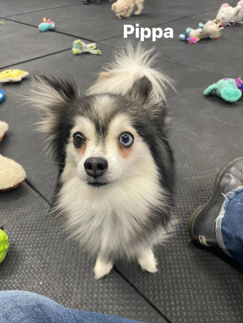 Pippa