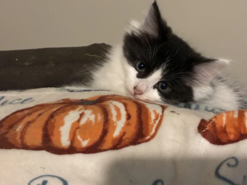 A young small-sized female Black & White / Tuxedo Domestic Long Hair cat named Lambie for adoption in Lindenhurst, NY