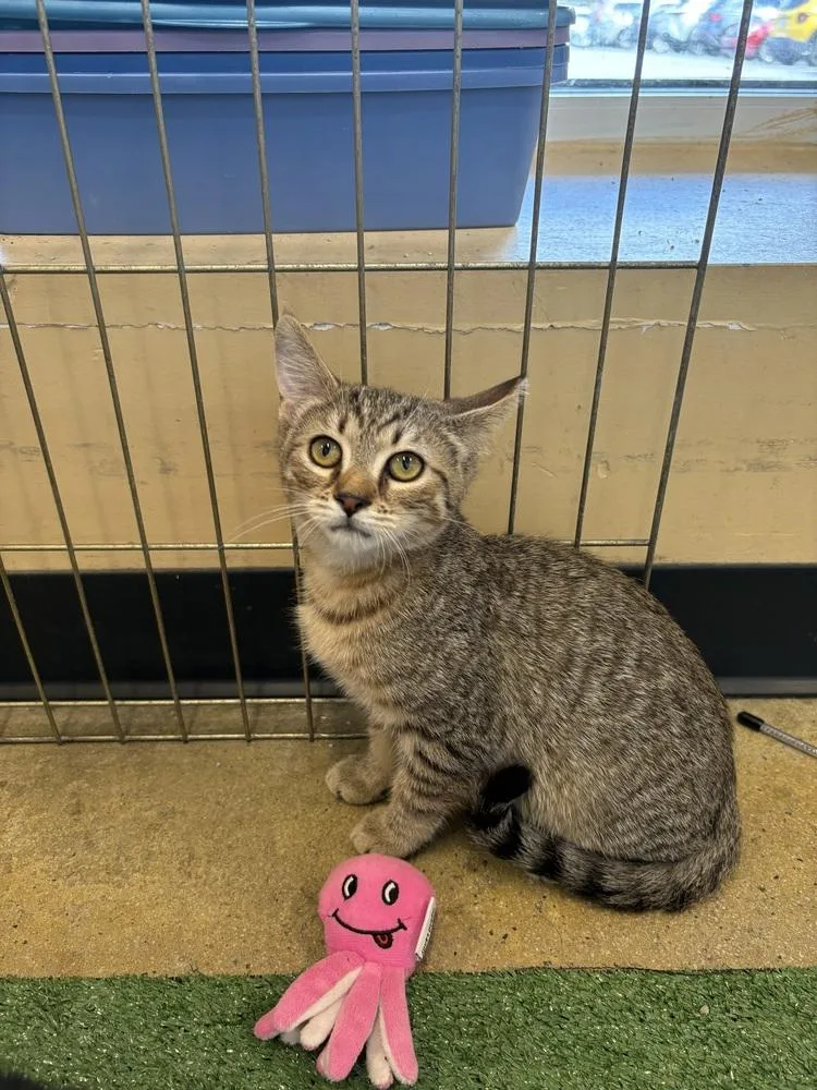 Missoula thumbnail 2