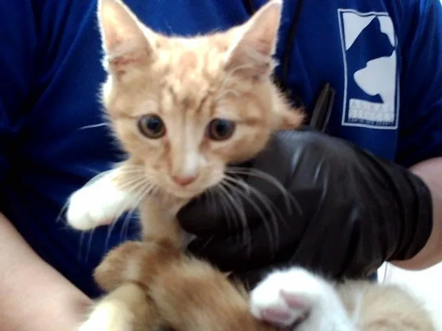 A baby small-sized male Domestic Medium Hair cat named Sir Pounce for adoption in Martinez, CA