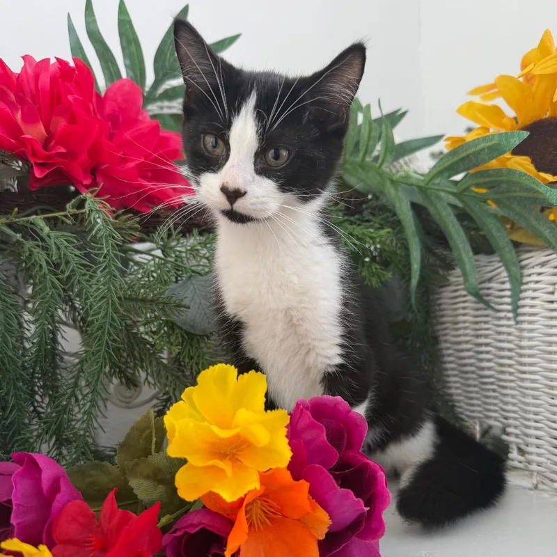 A baby small-sized female Black Domestic Short Hair cat named West Coast Cork for adoption in Eaton Rapids, MI