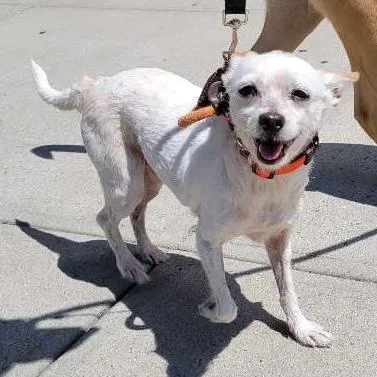 A senior small-sized male Chihuahua dog named Jerry for adoption in Brooklyn, NY