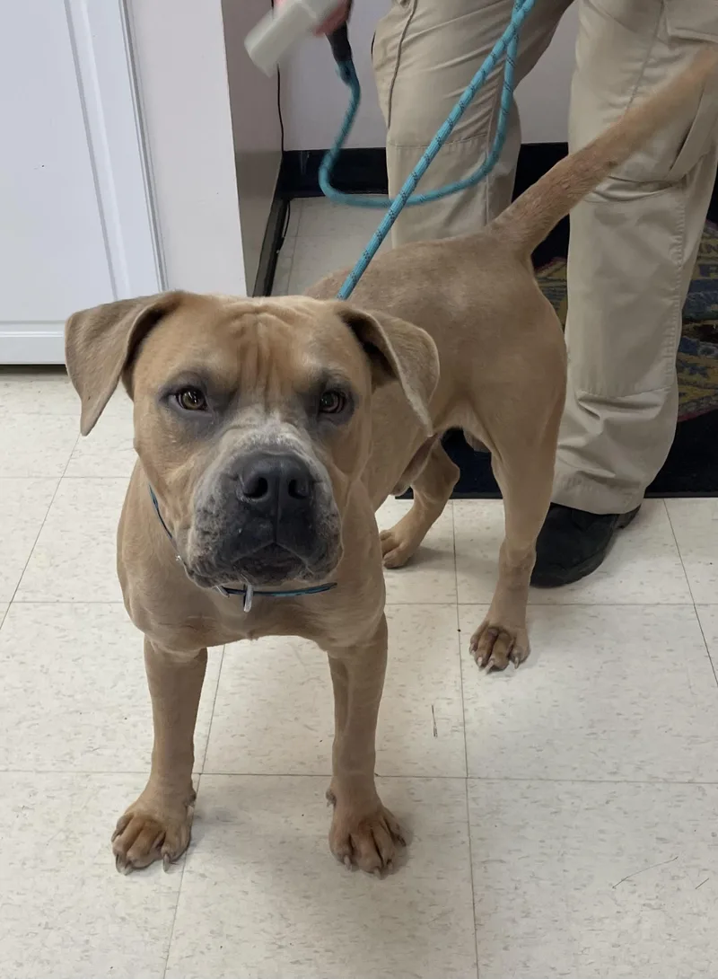 An adult large-sized male Brown / Chocolate Pit Bull Terrier dog named Milton HOLD for adoption in Canton, OH