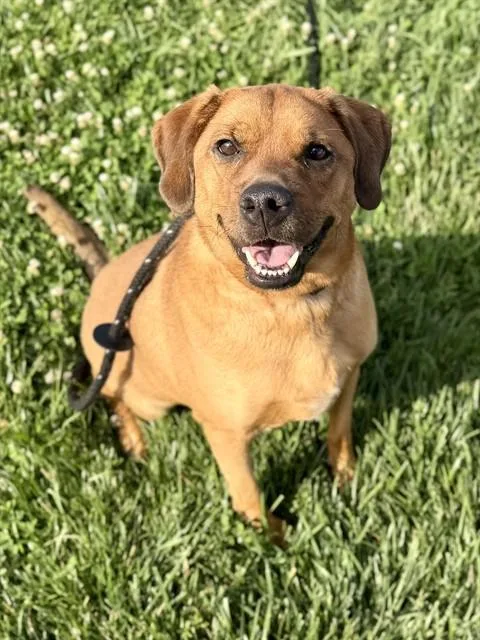 An adult medium-sized male Redbone Coonhound dog named Chili for adoption in Olivette, MO