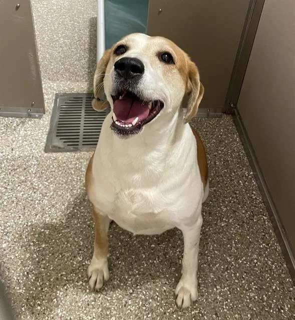 An adult medium-sized female Beagle dog named Piper for adoption in Clyde, NC